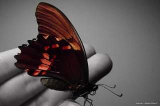 Média 1771088124_2e9658.jpeg